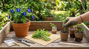 Aparajita plant propagation