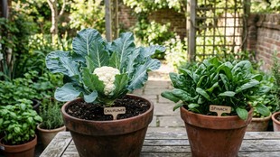 How to grow cauliflower at home