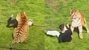 Yorkshire Wildlife Park incident, man killed by tiger UK
