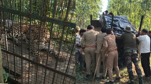 Bijnor rising leopard numbers, Leopard attacks, Bijnor leopard numbers,