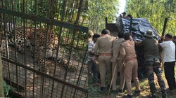‘यह हमलावर सेना की तरह तबाही मचा देंगे’, बिजनौर में तेंदुओं का बढ़ता खौफ, अधिकारियों ने जताई चिंता