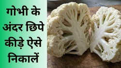 सिर्फ पानी से धोने से काम नहीं चलेगा… फूलगोभी में छिपे कीड़ों को निकालने के लिए अपनाएं ये तरीके