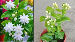 Chameli ka phool, How to increase jasmine plant flowering