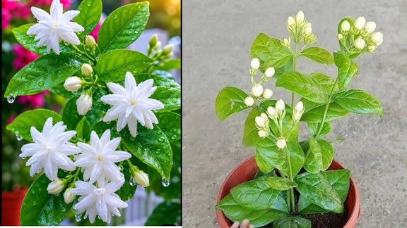 Chameli ka phool, How to increase jasmine plant flowering