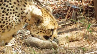 Kuno National Park, Cheetah Cub Death, Cheetah Aasha, Namibia Cheetah