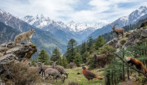 हिमालयी मोनाल से हिम तेंदुआ तक, हिमाचल प्रदेश में पाई जाती हैं ये 7 खास प्रजातियां