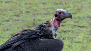 red headed vulture | breaking news |