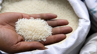 rice