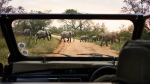 national parks reopening | India national parks reopening | safari tips for beginners