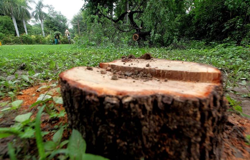 sandalwood production in India