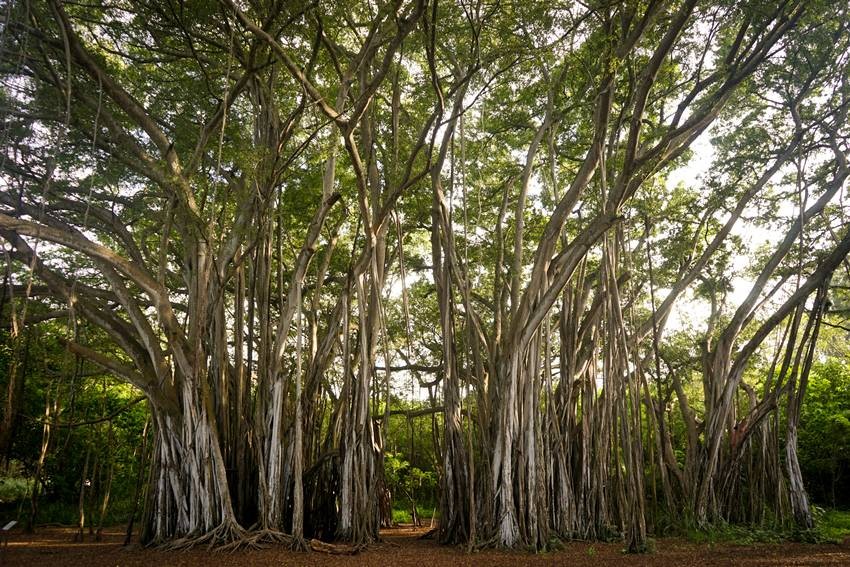 sandalwood production state