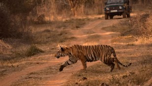 bagh-dikhne-se-pehle-jungle-ke-sanket, alarm-call-pugmark, tiger-sighting-jungle-signs