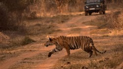 बाघ दिखने से पहले जंगल देता है संकेत, अलार्म कॉल और पगमार्क से नेचुरलिस्ट लगाते हैं पता